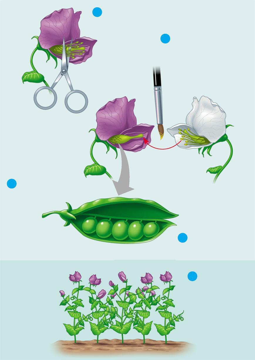 Crossing Pea Plants Removed stamens from purple flower 2 Transferred spermbearing pollen from stamens of white flower to eggbearing carpel of purple flower Parental