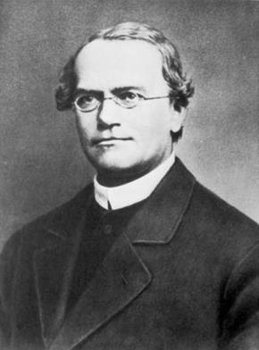 Mendel s conclusions were made without knowledge about chromosomes, but were generally correct and now are known as Mendel s gene model: 1.