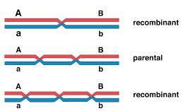 Possible gametes no crossingover AB, ab one crossingover Ab, ab two crossingovers AB, ab three crossingovers Ab, ab Genetic recombination between two genes is detected only if there are an odd number