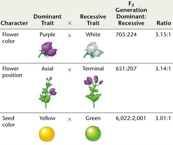 The results of Mendel s F 2 crosses for 7 characters in pea plants All recessive traits were absent in the first