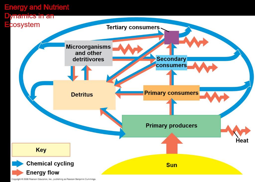 Energy, Mass, and Trophic Levels Autotrophs build organic molecules using photosynthesis or chemosynthesis as an energy source. Heterotrophs depend on the output of other organisms for energy.