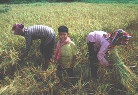 Impact SINGER s impact on the lives of resourcepoor farmers is essentially indirect and therefore difficult to assess.