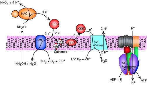 Figure 2 - Energy generation in Nitrosomonas. Only two enzymes, ammonia monooxygenase (AMO) and hydroxylamine oxidoreductase (HAO) are involved in the oxidation of ammonia to nitrite.