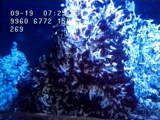 Figure 3 - Tube worms in the deep sea. Click on the image to go to a 1.7 MB video of tubes worms produced by the NOAA/VENTS research group.