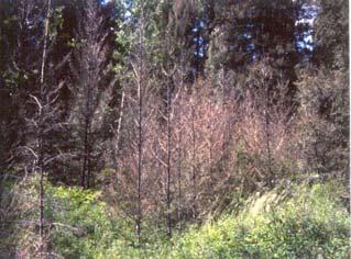 It feeds primarily on Douglasfir, but is also found on true firs, larch and on spruce.