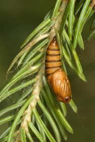 Pupae are about 14 mm long, brown and tapered at the tail end. Adults emerge two weeks later and the cycle begins again.