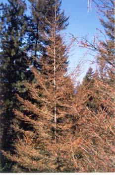 Evidence of back feeding by budworm Natural control Western spruce budworms have many natural predators and parasites, as well as viral and fungal diseases, which help maintain populations below