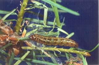 Climate also plays a significant role in budworm success, especially spring weather where windy conditions may dislodge feeding larvae from branches; or late spring frosts, which can freeze them or