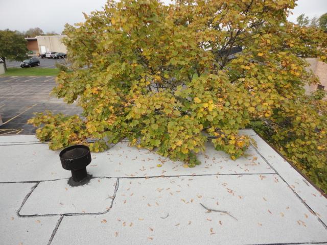 PHOTOGRAPH #4 PROPERLY TRIM THE TREES AWAY FROM THE ROOF SURFACE ALONG THE NORTHWEST