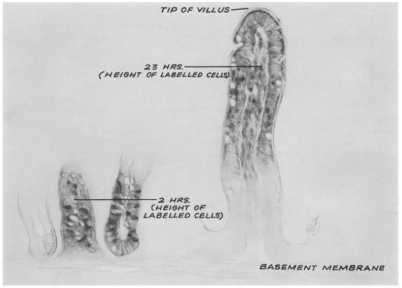 M. R. LORAN AND T. L. ALTHAUSEN 669 TExT-FIG. 1. Schematic drawing of intestinal villi showing method of determining height of villus and distance traveled by labelled cells.