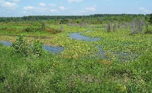 Non tidal wetland areas are dominated by grasses, shrubs, and forest that have adapted to the wet conditions present in a wetland.