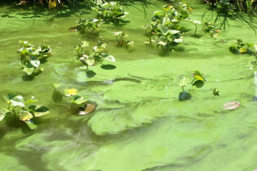 Algaecide Treatment for Water Outbreak of algae plague is a huge problem for almost every outdoor water systems in cleaning