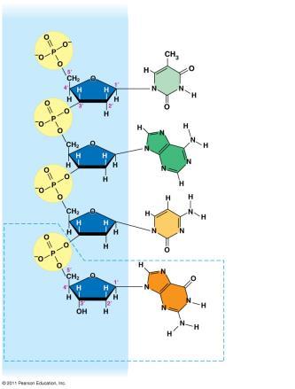 Phosphate (deoxyribose) DN Nitrogenous base nucleotide end uanine () he