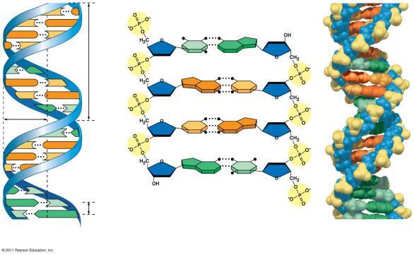 Structure of Double-ed DN the 2 s are anti-parallel and interact via base pairs end Hydrogen bond end 3.4 nm nm end 0.
