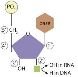 Determining the Chemical Composition and Structure of DNA Fredrich Miescher discovered DNA (1869) Isolated nuclei of white blood cells and extracted an acidic molecule Named nuclein Phoebus