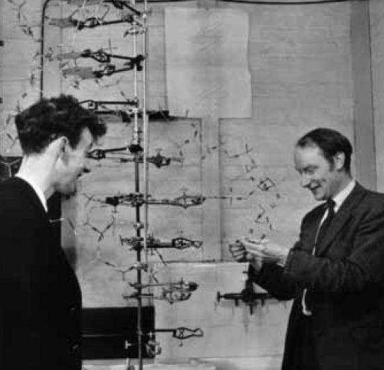 Watson and Crick Build a 3-D Model for DNA Using results from their peers, Watson and Crick proposed a structure for DNA: A twisted ladder called double-helix, with sugar-phosphate molecules making