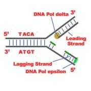 DNA REPLICATION Since DNA is always synthesized in the 5`to 3`direction, and the template strands run antiparallel, only one strand is able to be built continuously.