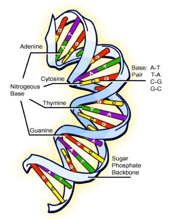 NUCLEIC ACIDS Organisms store information about the structure of their proteins in macromolecules called NUCLEIC ACIDS.