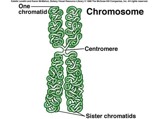 maintain diploid # Each chromatid