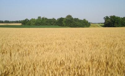 However, the wheat crop that was planted in November, particularly mid- to late- November has not fared so well.