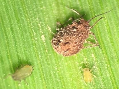 UNNECESSARY USE OF PYRETHROIDS IN WHEAT CAN LEAD TO APHID RESISTANCE AND BARLEY YELLOW DWARF VIRUS OUTBREAKS Dr. Raul Villanueva Extension Entomologist (REC Princeton) raul.villanueva@uky.