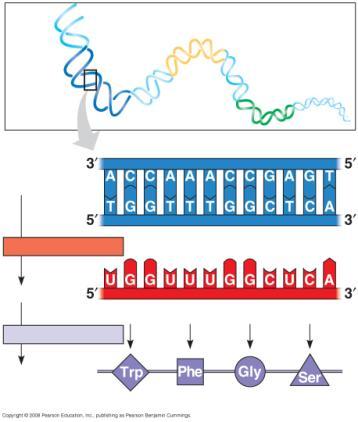 First base ( end of codon) Third base ( end of codon) During ion, one of the two strands called the template strand provides a template for ordering the sequence of nucleotides in an During
