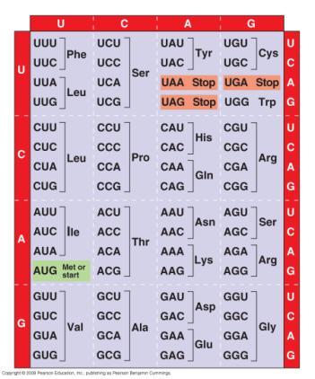 are read by translation machinery in the to direction ach codon specifies the addition of one of 20 amino acids Fig.