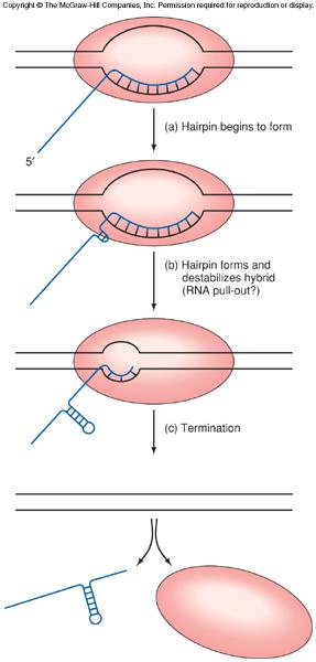 Model of Intrinsic Termination Bacterial terminators act by: Base-pairing of the transcript to destabilize RNA-DNA hybrid Causes hairpin to form This