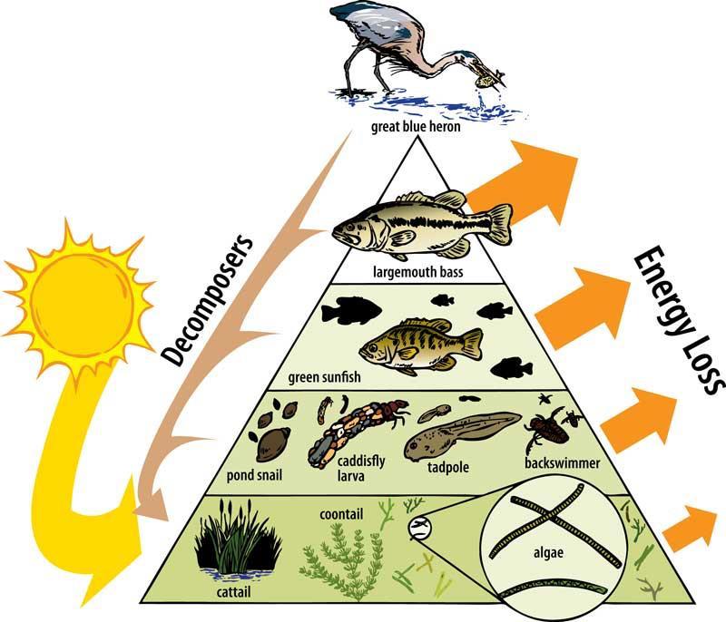 Aquatic Ecosystem Trophic Food