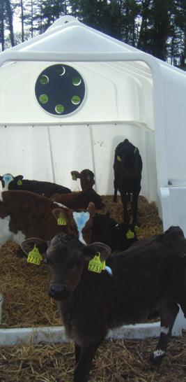 CALF HOUSING To ensure that calves stay healthy and perform well they require; Adequate colostrum, milk feeding and