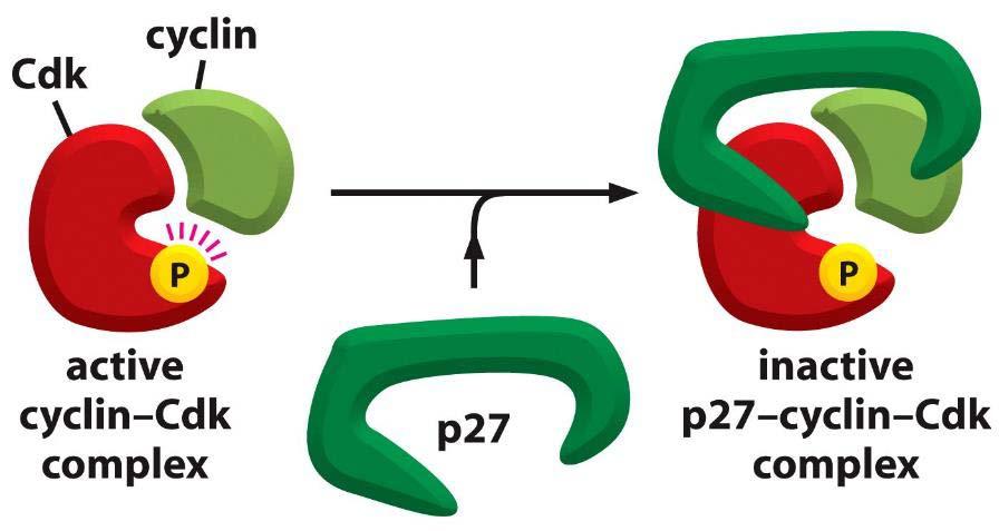 CDK inhibitory protein (CKI) Figure 17-19