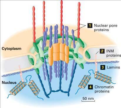 Figure 19.22 The nuclear lamina and its regulation by phosphorylation.