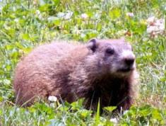 inches tall porcupine groundhog