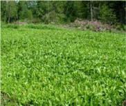 alfalfa food plots keeps forages vigorous, nutritious, attractive