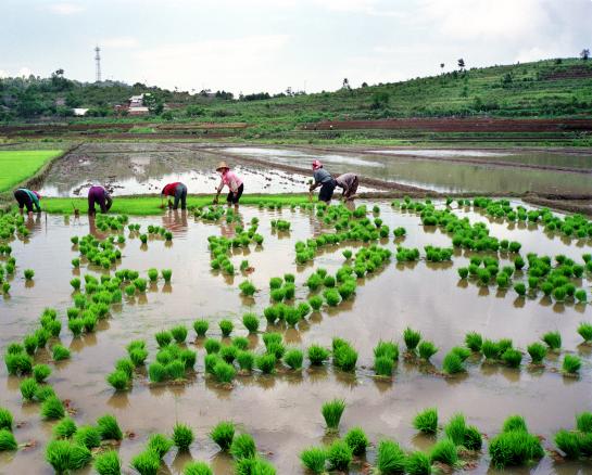 and resulting in less pollution. Experiments carried out in Yunnan have shown that by planting only the disease vulnerable glutinous rice, an average incidence of 20% for rice blast is observed.