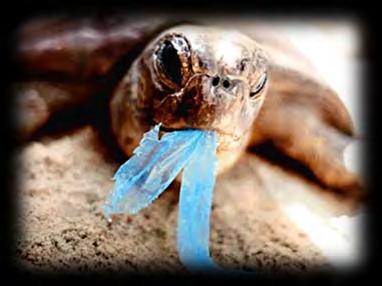 Marine Litter: a Global Challenge The main legal and