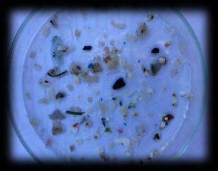 litter ingested by or entangling marine organisms