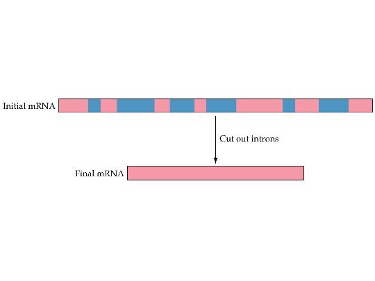 Introns and Exons After its initial synthesis, an RNA molecule is called primary transcript RNA (ptrna). ptrna is subsequently modified by posttranscriptional processing to form m-, r-, and t-rna s.