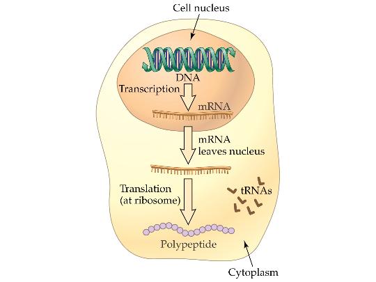 Translation Translation is the process of polypeptide synthesis, mediated by rrna, mrna, and trna. Translation occurs in the cytoplasm at structures called ribosomes (which contain rrna).