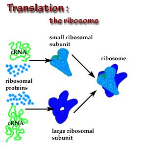 Ribosomes consist of two subunits, one large and one small, and are