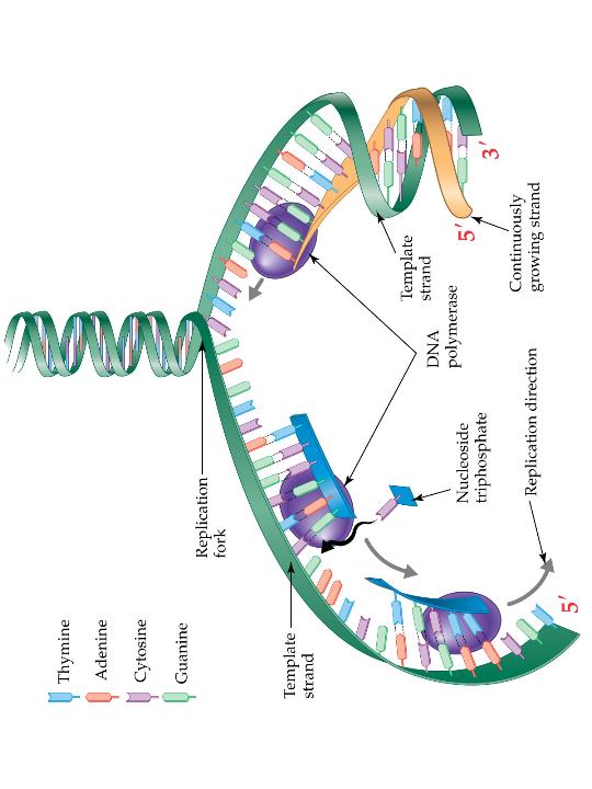 Replication: The Big Picture The template strand can only be read in the 3 to 5 direction, and the new DNA strand can grow only in the 5 to 3 direction.