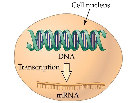 Transcription Transcription is the synthesis of rrna, trna, and mrna, using the nucleotide sequence information from DNA.
