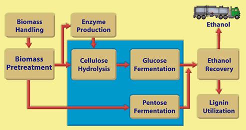 Cellulosic Ethanol Fermentation Using Lignocellulosic Feedstocks Cellulose, hemicellulose is the feedstock Bound by lignin tough to get at and lignin passes through process as a residue Needs