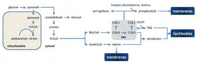 METABOLIC FUNCTION OF INTEREST: LIPID PRODUCTION IN YEAST