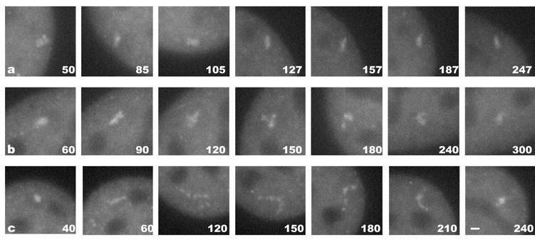 Results Unfolding and refolding suggests fiber packing at different densities Conclusion GFP and its variants have made it