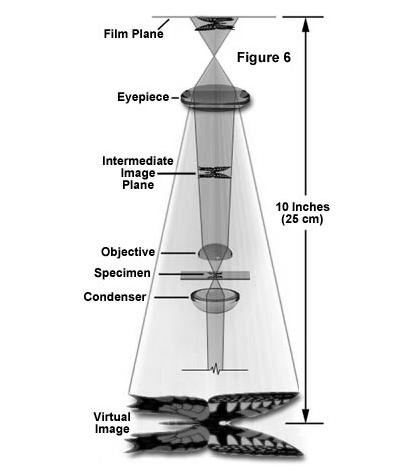 Compound microscope design yields