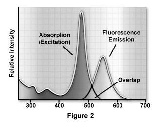 wavelengths) Typical spectral curves for a fluorescent molecule used in