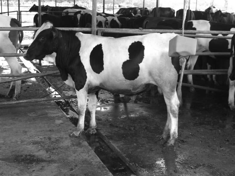 10 Managing stock surplus to the milking herd 119 A Friesian herd bull bred for sale in Malaysia. calves suffer from chronic disease in early life and noting their longevity in the herd.