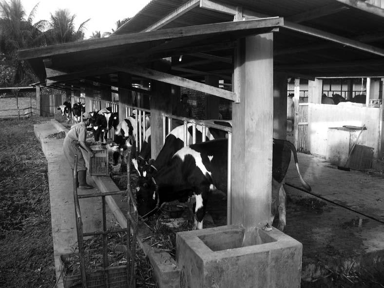 120 Managing High Grade Dairy Cows in the Tropics Growing out Friesian bulls for sale (Indonesia). bulls, or they can be castrated at an early age and grown out as steers.