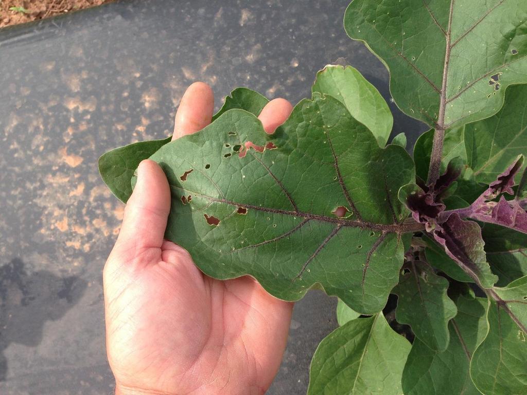 [These holes could be caused by any number of beetles: Colorado potato beetle, spotted cucumber beetle, three-lined potato beetle, Asiatic garden beetle, Japanese or Oriental beetles, or margined